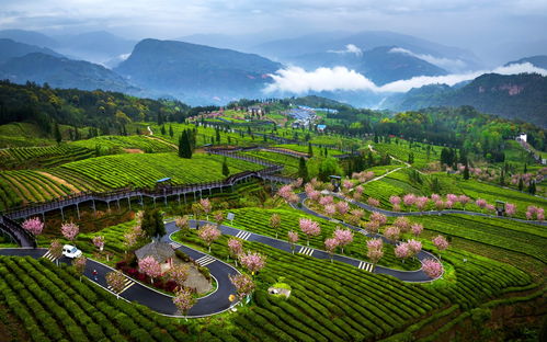 經(jīng)濟(jì)觀察丨四川39個(gè)欠發(fā)達(dá)縣域產(chǎn)業(yè)精準(zhǔn)幫扶提速 小縣城奔向大市場(chǎng) 茶葉種植