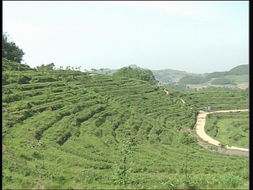 品味自然精華，探尋茶葉種植基地與農副產品銷售之旅
