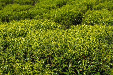 綠茶種植園 自然饋贈，匠心臻品