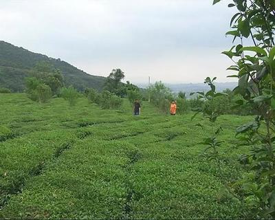 走進揭東玉湖，品味自然人文與特色農產