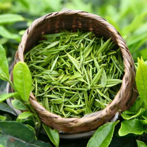 從土地到茶杯 揭秘茶葉種植的科學與藝術