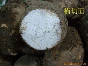 廣西桂林農(nóng)副土特產(chǎn)供應(yīng) 檳榔芋、荔浦鮮芋頭及種子市場行情分析